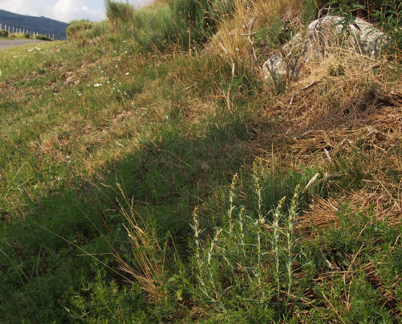 Cudweed, Wood plant